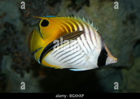 Auriga Auriga Butterflyfish Chaetodontidae mit Bluestreak Reinigungsmittel Wrasse - Labroides dimidiatus Stockfoto