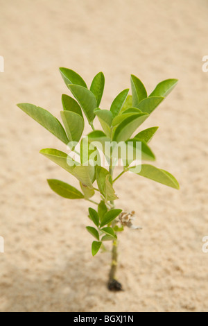 Kleiner Baum wächst aus Sand, Mosambik, Ost-Afrika Stockfoto