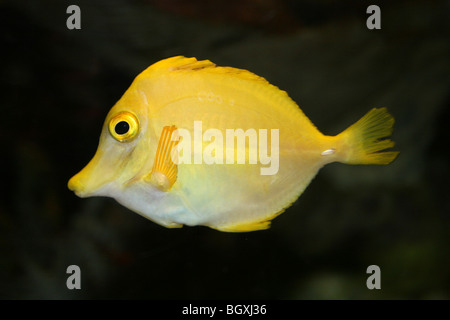 Gelbe Tang Zebrasoma flavescens Stockfoto