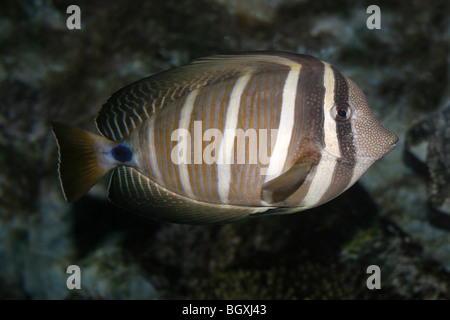 Segelkärpflinge Tang Zebrasoma veliferum Stockfoto