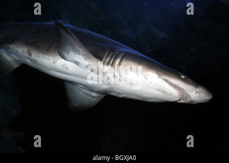 Sand Tiger Shark Carcharias taurus Stockfoto