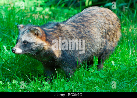 Marderhund (Nyctereutes Procyonoides) Stockfoto