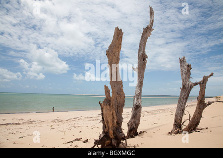Strand und Trockenfutter auf Bazaruto Island, Mosambik, Ost-Afrika Stockfoto