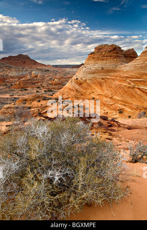 Sandstein "Tipis" in Coyote Buttes South Stockfoto