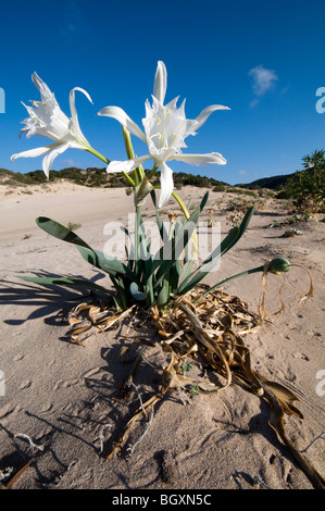 Blume des Pancratium Maritimum oder Meer Narzissen auf der Karpaz Halbinsel - Zypern Stockfoto