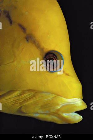 Gesicht des Slingjaw Wrasse (Epibulus Insidiator) Stockfoto