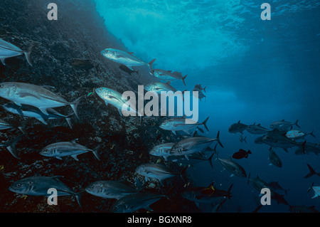 Grün-Buchsen (Caranx Caballus) Schulbildung am Korallenriff Stockfoto