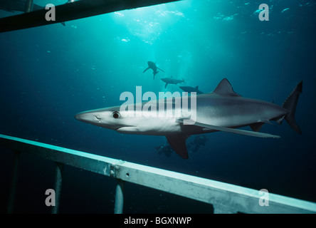 Blauhai (Prionace Glauca) nähert sich Tauchgang Käfig mit zwei Tauchern und drei Hai im Hintergrund. Stockfoto