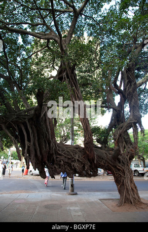 Einzigartige Baum in Maputo, Mosambik, Ost-Afrika Stockfoto