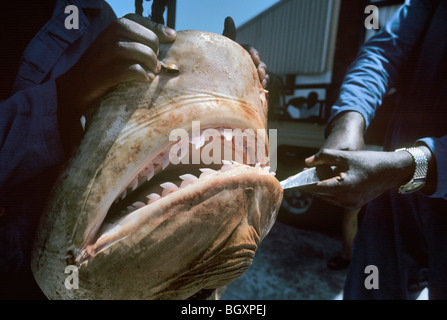 Drei Meter Tigerhai (Galeocerdo Cuvier) erwartet Dissektion und Kiefer-Extraktion. Stockfoto