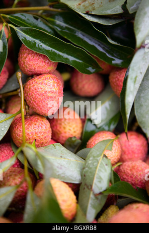 Frischen Litschi Stockfoto