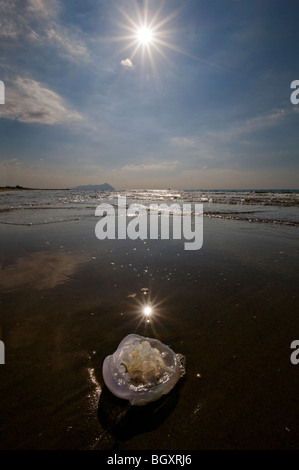 Quallen angespült am Strand des Mittelmeers Stockfoto