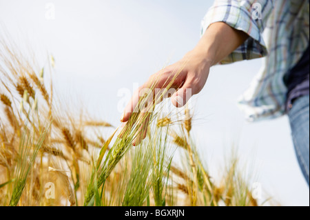 Hand einer Frau streicheln Weizenfeld Stockfoto