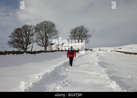 Walker auf der Strecke zwischen Bowlees und Asche Hügel im Winter Schnee Teesdale County Durham Stockfoto