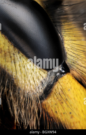 extreme Nahaufnahme Bild des Auges eine Wespe Stockfoto