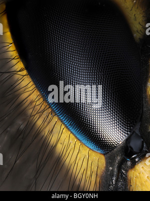 extreme Nahaufnahme Bild des Auges eine Wespe Stockfoto