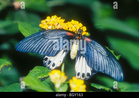 Großer Mormone Schmetterling (Papilio Memnon Agenor) Native nach Singapur Stockfoto