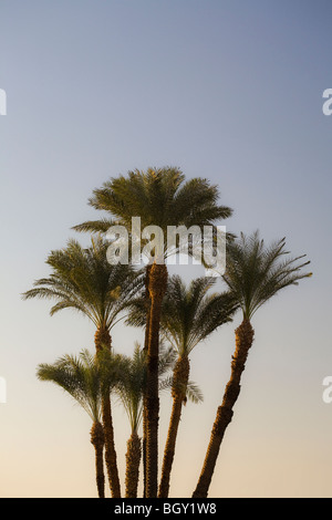 Klaren Sie Sonne in blauen Himmel durch eine Gruppe von Palmen in Luxor Ägypten Stockfoto