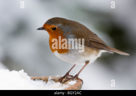 Robin (Erithacus Rubecula) Fütterung im Winterschnee im Garten. Stockfoto