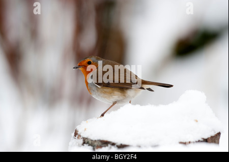 Robin (Erithacus Rubecula) Fütterung im Winterschnee im Garten. Stockfoto