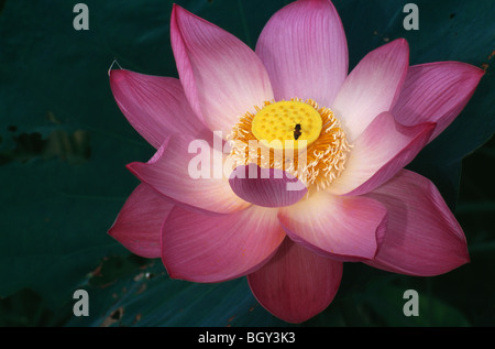 Lotus-Blume in voller Blüte Stockfoto