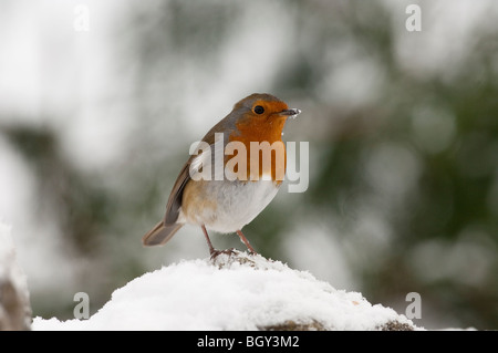 Robin (Erithacus Rubecula) Fütterung im Winterschnee im Garten. Stockfoto