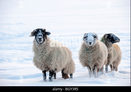 Schafherde im Schnee an einem Winterabend Swaledale Stockfoto