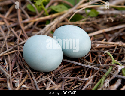 Silberreiher Eiern auf dem Nest. Ardea alba