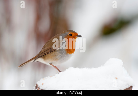 Robin (Erithacus Rubecula) Fütterung im Winterschnee im Garten. Stockfoto