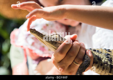 Nil-Krokodil Stockfoto