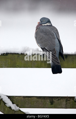 Ringeltaube Columba Palumbus, einziger Vogel sitzt auf schneebedeckten Zaun, Gloucestershire, UK, Januar 2010 Stockfoto