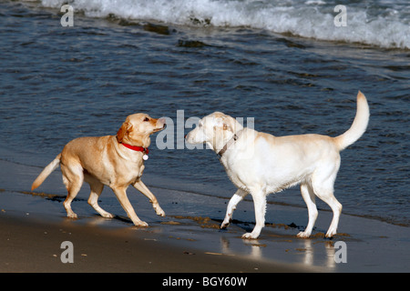 Zwei Hunde Augen gegenseitig behutsam am Strand Stockfoto