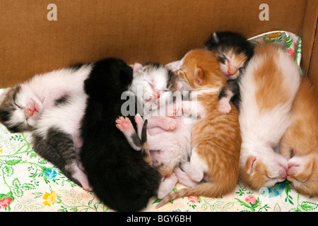 Krankenpflege in ihrer Wurfkiste Kitten Stockfoto