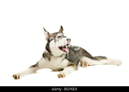 Siberian Husky Welpen Stockfoto