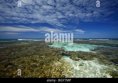 Korallenriff im Rock Harbor auf Utila, Bay Islands, Honduras Stockfoto
