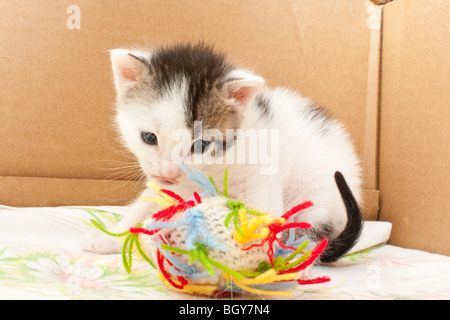 Eine Calico Katze spielt mit einem ball Stockfoto