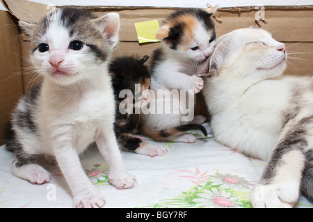 Eine Katzenmutter mit ihrem Kätzchen in eine Wurfkiste Stockfoto
