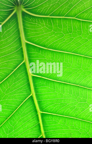 Schließen Sie herauf Bild von grünen Blatt zeigt Detail Oberflächenstruktur Stockfoto