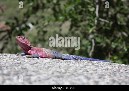 Agama Eidechse in Serengeti Nationalpark Stockfoto