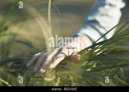 Zarte Frauenhand berühren Grashalme hoch Stockfoto