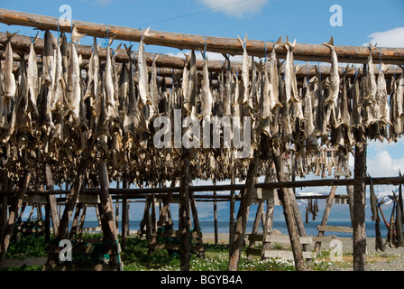 Kabeljau Stockfoto