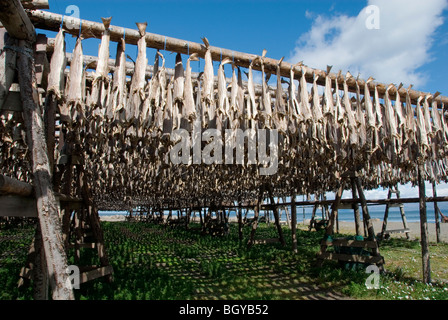 Kabeljau Stockfoto