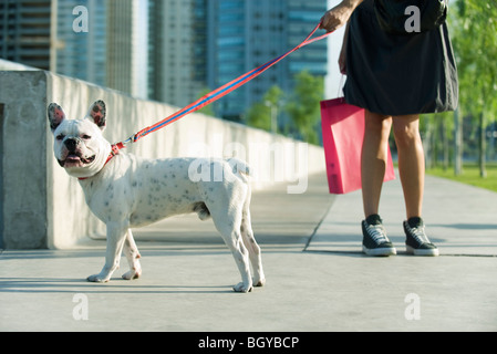 Hund auf Spaziergang mit Besitzer Stockfoto