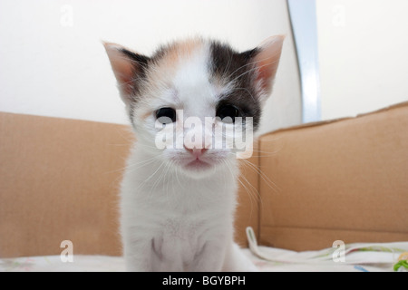 Nahaufnahme einer Calico Katze Stockfoto