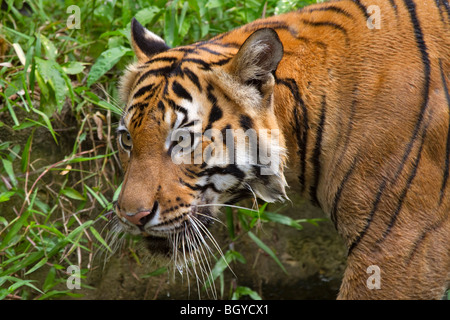 Sumatra-Tiger (Panthera Tigris Sumatrae). Stockfoto