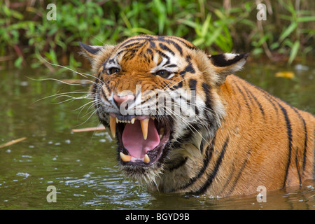 Sumatra-Tiger (Panthera Tigris Sumatrae). Stockfoto