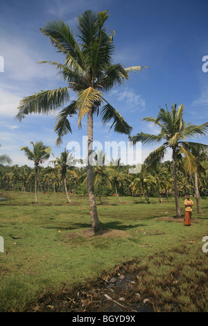 Bäume Ponnumthuruthu Palmeninsel, Kerala, Indien Stockfoto