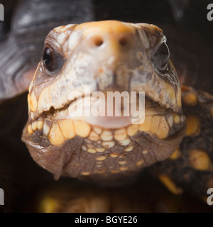Schildkröte Stockfoto