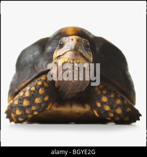 Schildkröte Stockfoto