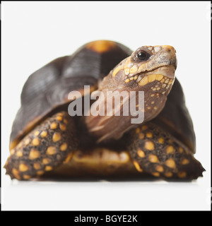 Schildkröte Stockfoto